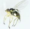 Phytomyza rufipes